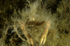 crabe-araignee-en-tenue-de-camouflage