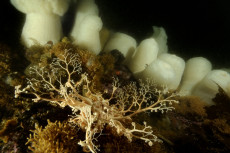 gorgonocephale-et-anemones-plumeuses