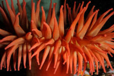 anemone-piscivore-detail