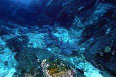 banc-de-requins-pointe-blanche-2