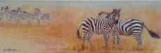 les-zebres-prennent-la-pose-the-zebras-pose