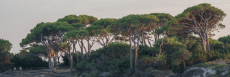 sunset-light-on-the-trees