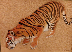 tigre-sabreuvant