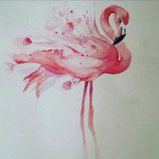 flamant-rose