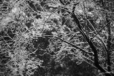 branches-neige