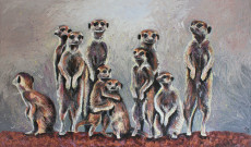 famille-suricate