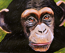 le-chimpanze