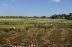 paysans-rizieres-vietnam
