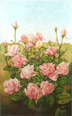 roses-du-jardin