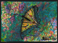 papillon-en-photo-numerique-seulement