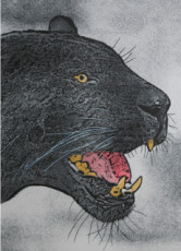 jaguar-noir