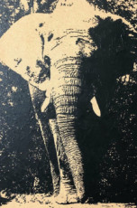 elephant-noir-sur-bois