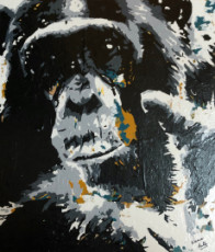 chimpanze