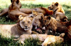 famille-de-lion-afrique-du-sud