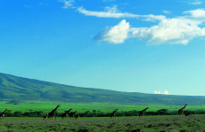 troupeau-de-girafe-kenya
