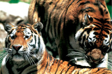 tigres-du-bengale-inde