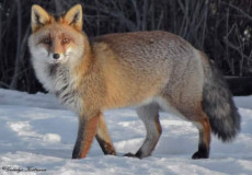 le-renard-dans-les-alpes