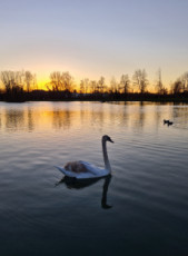 le-cygne-de-la-hotoie