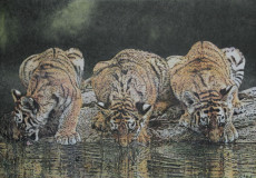 trio-de-tigres
