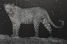 leopard-noir