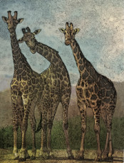 les-girafes