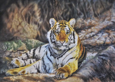 tigre-royal-de-bengale