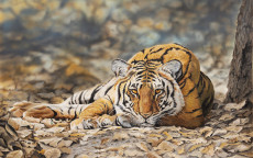 tigre-royal-de-bengales-des-bois