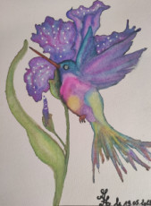 le-colibri