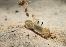 le-crabe-terrassier
