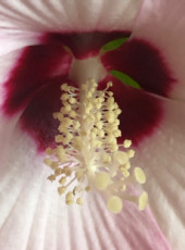 hibiscus-des-marees