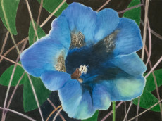 fleur-sauvage-bleue