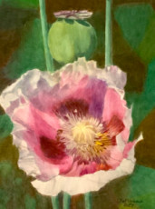 fleur-de-pavot