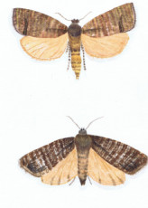 colding-moth-float-and-fly-et-the-atlas-moth