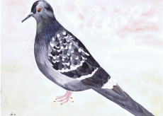 pigeon-biset-de-ville