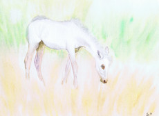 le-poulain-blanc