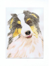 portrait-chien-berger-australien-tricot