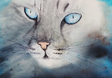 chat-aux-yeux-bleus