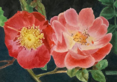 fleur-de-rosiers-sauvages