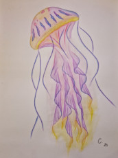 meduse-aquarelle