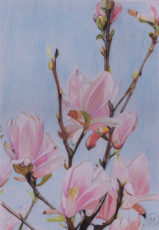magnolia-le-printemps-est-la