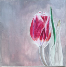 la-tulipe