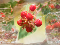 himbeeren