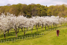 sous-les-pommiers