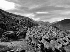 troupeau-de-moutons