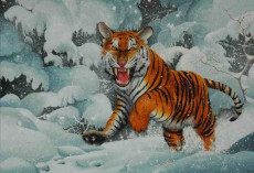 tigre-de-siberie