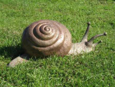 escargot