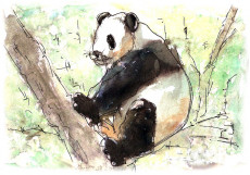 panda-assis